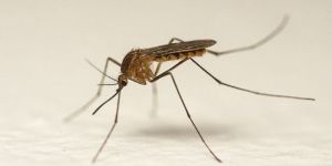 Mosquito Control Services