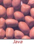 Groundnut Kernels