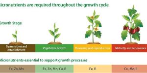 Chelated Micronutrient