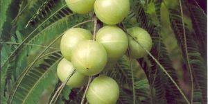 Amla
