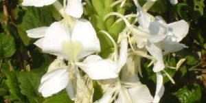 Hedychium Oil
