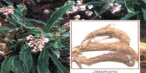 Jatamansi Oil