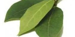 Bay Oil