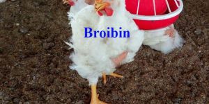 Broibin Hatching Egg