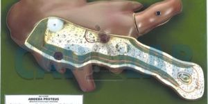 Amoeba Model