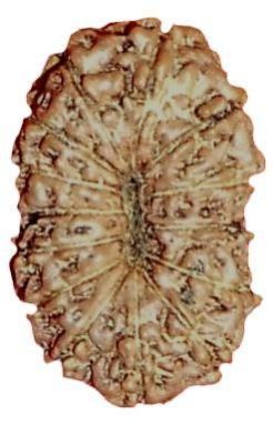 15 Mukhi Rudraksha