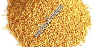 Yellow Mustard Seeds