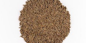 Cumin Seeds