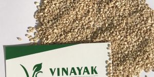 Natural Sesame Seeds