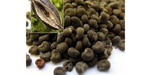 Ambrette Seed Oil
