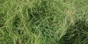 Rhodes Grass