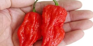 Naga King Chilli