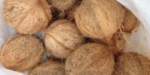 Semi Husked Coconut