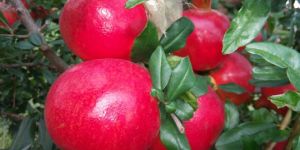 Pomegranate