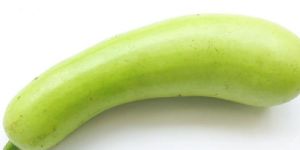 Fresh Bottle Gourd