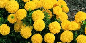 Fresh Marigold Flower
