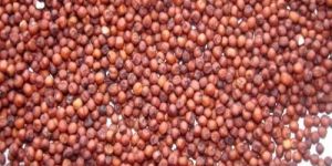 Kodo Millet (Varagu)