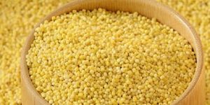 Little Millet (Samai)