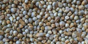 Pearl Millet (Kambu)