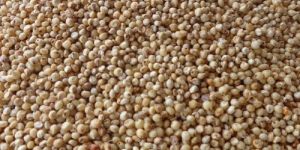 Sorghum Millet (Cholam)