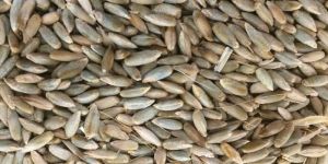 Rye Seeds