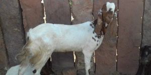 Female Nagfani Goat
