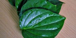 Betel Leaf