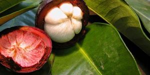 Garcinia Cambogia Fruit