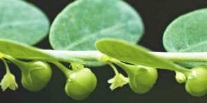 Phyllanthus Niruri