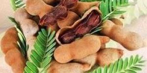 Fresh Tamarindus Indica Fruit