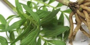 Valeriana Officinalis Leaves