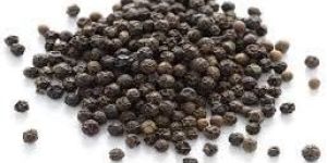 Black Pepper Seeds