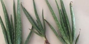 Aloe Vera Baby Plant