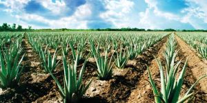 Aloe Vera Contract Farming