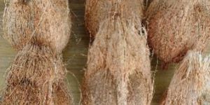 Fresh Semi Husked Brown Coconut