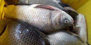 Catla Fish