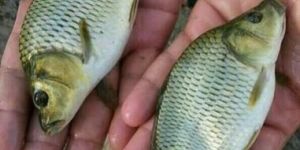 Common Carp Fish