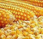 Maize Seeds