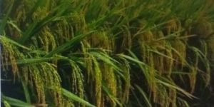 UN 102 F1 Paddy Seeds