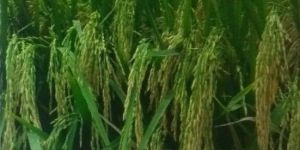 UN 103 F1 Paddy Seeds