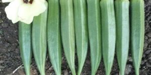 UN Sanjeev F1 Okra Seeds