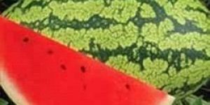 UN Tarun F1 Watermelon Seeds