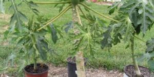 Papaya Plant