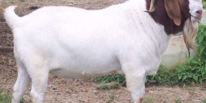 Boer Goat