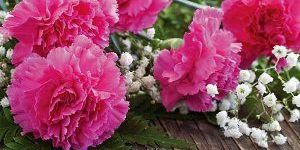 Carnations Flower