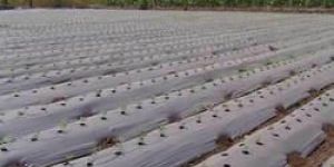 Mulching Paper