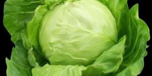 Fresh Cabbage