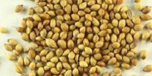 Coriander Seeds