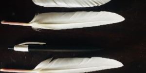 White Duck Feathers