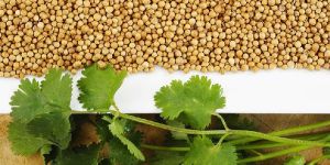 Coriander Seeds